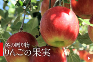 ただいまモーニングでは「冬の贈り物」ギフトを受付中！今年は「りんごの果実ギフト」が新たに登場しています。
